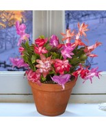 VC 15 Seeds Winter Beauty Christmas Cactus Collection House Flowers Easy... - $19.63 CAD