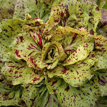 Chicory &#39;Variegata di Castelfranco&#39; seeds ~Cichorium Intybus~ Italian Ch... - £1.99 GBP