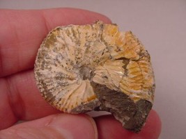 (F424-Y) 1-1/8&quot; Ammonite fossil ammonites extinct marine molluscs shell ... - $10.39