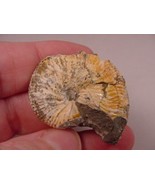 (F424-Y) 1-1/8&quot; Ammonite fossil ammonites extinct marine molluscs shell ... - $10.39