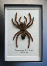 Real Tarantula Biggest Spider Eurypeima Spinicrus Entomology Collectible... - £47.84 GBP