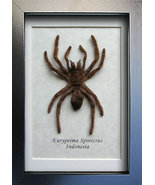 Real Tarantula Biggest Spider Eurypeima Spinicrus Entomology Collectible... - £47.80 GBP