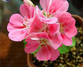 Bellfarm Geranium Peach Pink Red Compact Single Petals Flowers Seeds Fresh Seeds - £5.50 GBP