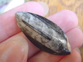 (f370-z) 1.5&quot; Orthoceras marbilized fossil straight shell nautiloid ceph... - $8.59