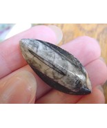(f370-z) 1.5&quot; Orthoceras marbilized fossil straight shell nautiloid ceph... - $8.59