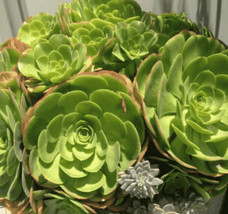 SEPTH 5 Cuttings Aeonium urbicum Salad Bowl Saucer Succulent Plant Not Rooted - $5.99