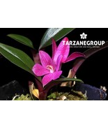 DENDROBIUM LAEVIFOLIUM SMALL ORCHID POTTED - $921.10 MXN