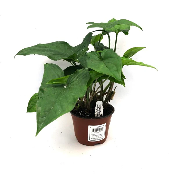 SGH Syngonium Podophyllum Reverted Green Mix 3 until 4 Inch Pot US Seller - $32.48