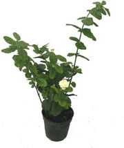 4&quot; Pot Arabian Jasmine Sambac Grand Duke of Tuscany Fragrant Partial Sha... - $106.99