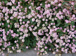 THJAR 20 Punching Balls Pink Buttons Persicaria Capitata Polygonum Flowe... - $4.99