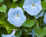 25 Blue Star Morning Glory Seeds 15 Ft Fast Shipping - $8.99
