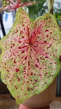 Caladium Miss Muffet 5 seeds, angels wings, elephant ears  rare palm seeds - £3.86 GBP