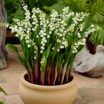 Roots Plant - White Convallaria majalis - Spreads over the years BX1G - £15.14 GBP
