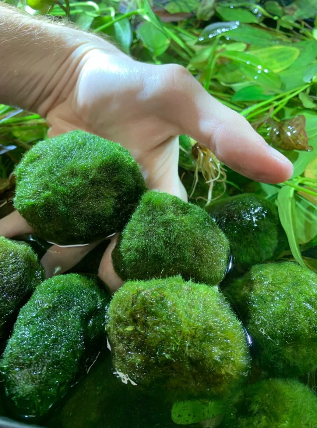 Marimo Moss Ball Large Cladophora Live Aquarium Plant Fish Tank Plant USA Seller - $33.60