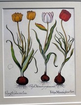 Basilius Besler TULIPA MINIATA PLENO FLORE FRAMED MATTED ART PRINT Tulip - $92.80
