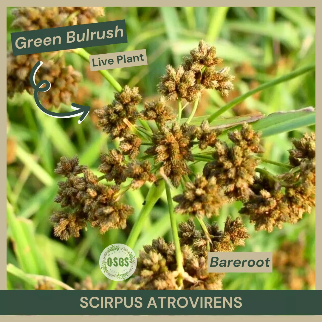 Bareroot | Scirpus atrovirens | Green Bulrush | Live Plant | Native Sedge - £20.30 GBP