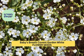 Baby’s Breath Covent Garden Seeds – Gypsophila elegans – 300mg (~100 See... - $9.84 CAD