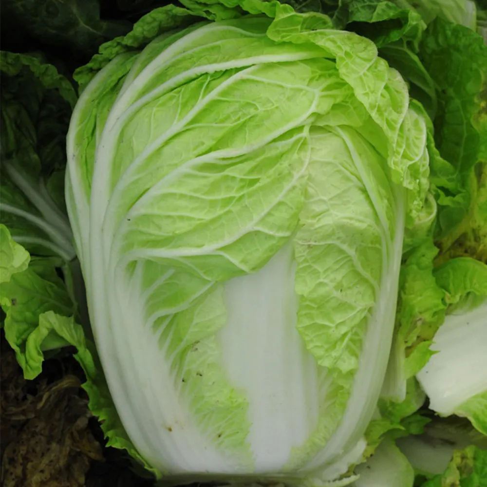 5 Packs Premium Winter Cabbage Vegetable Seeds for Garden - £16.70 GBP