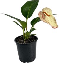 Anthurium Sherzerianum By Leal Plants Ecuador Live Plants (Sparking White) - £35.18 GBP