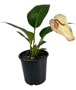 Anthurium Sherzerianum by LEAL PLANTS ECUADOR Live Plants (Sparking White) - £35.50 GBP