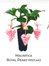 US Seller Royal Pearz Magnifica Medinilla Plant Live Well Rooted Starter... - $58.98