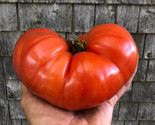 30 Seeds Giant Beefsteak Tomato Seeds Huge Heirloom Organic Non Gmo Fres... - $8.99