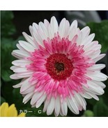 PINK Series Gerbera Daisy Perennial Gerbera Jamesonni Plants 20 PCS Seeds - $9.43