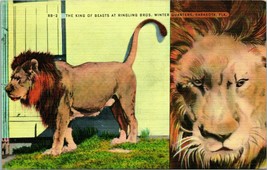 Vtg Linen Postcard Sarasota Florida FL Ringling Brothers Lion King of Beasts UNP - £3.12 GBP