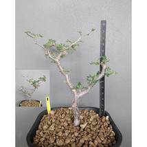 Commiphora simplicifolia  guggul myrrh tree2 thumb200