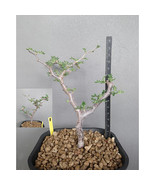 Commiphora simplicifolia, guggul myrrh tree 5 Seeds - £15.94 GBP