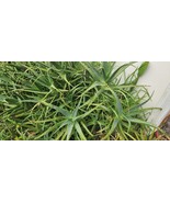 BULK Aloe Arborescens - Natural Healing Plant - Succulent Stem Cuttings - $20.37 CAD+