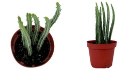 Pickle Plant - Candy Stick - Senecio stapelioformis - 4&quot; Pot - USA Seller - £47.95 GBP