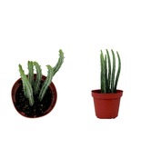 Pickle Plant - Candy Stick - Senecio stapelioformis - 4&quot; Pot - USA Seller - £47.67 GBP