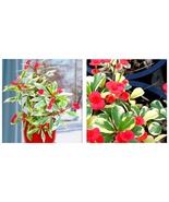 Crown Of Thorns-Euphorbia Milii RED VARIEGATED CHRIST PLANT*STARTER PLANT - £43.79 GBP