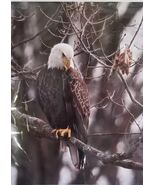 Bald Eagle Picture w/Wooded Background ~ Card Stock ~ Photography ~ 8" x... - $40.00