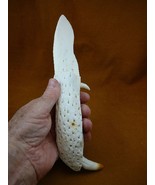 (GK618-11) 12-1/4&quot; extra large Real Alligator gator jawbone blade knife ... - $108.90 CAD