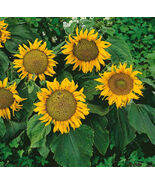 Sunflower Dwarf Sunspot 3 Foot Sunflower 12&quot; Heads Large Seeds Non-Gmo 5... - $12.58 CAD