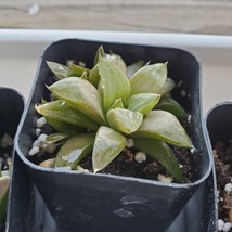 Haworthia Succulent, Star Cactus, Haworthia Retusa 2 inch live plant image 2