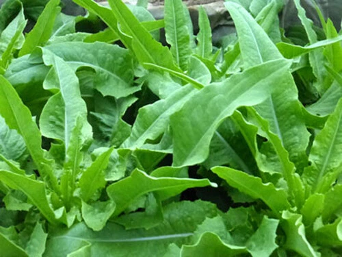 Exotic 200 Chinese leaf lettuce Seeds Sword pointed lettuce A Choy Yu Ma... - $3.80
