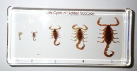 Item image 10