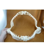 (sj120-12) 17&quot; Goblin SHARK Mitsukurina owstoni jaw I love sharks jaws t... - $2,656.63 CAD