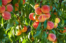 5 PEACH TREE SEEDS Prunus persica nemaguard Edible Fruit Native Semi Dwarf - £14.39 GBP