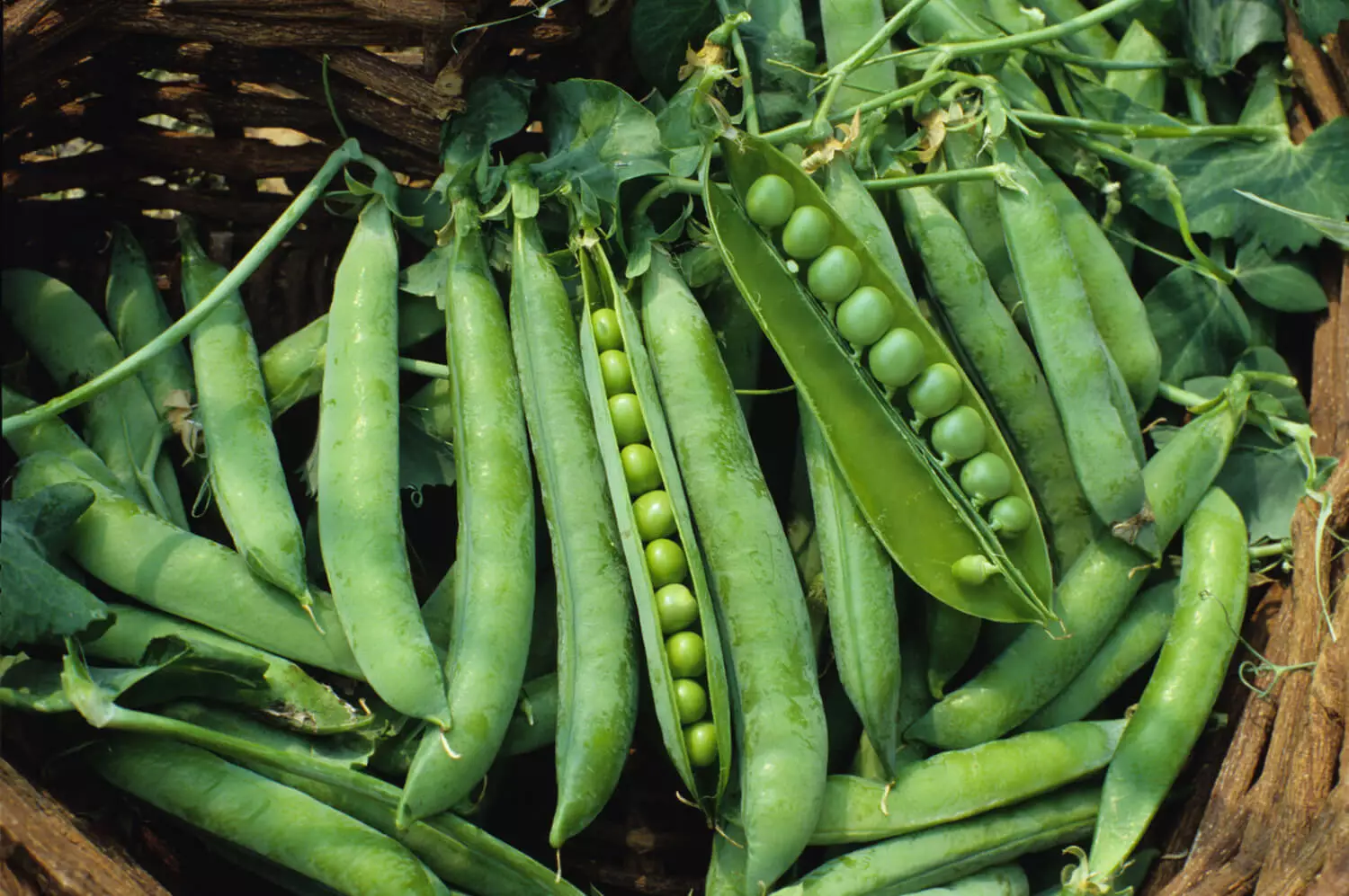 SGH 10 Green Arrow Garden Pea Seeds, High Yielding, Heirloom Planting Seeds - $8.59