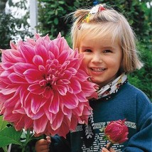 100 Seeds Giant Dahlia Dinner Plate Flower Easy Planting Seeds  - £13.09 GBP