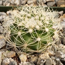 cactus Discocactus arneispinus Cacti Succulent real live plant - £28.56 GBP