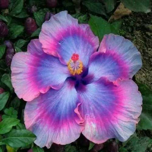 20 Blue Purple Hibisc Hardy Perennial Flower Tropical Exotic Fresh Seeds for Pla - £14.87 GBP