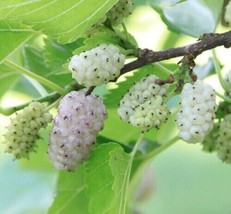 VP White Mulberry Tree 50 Seeds | Sweet Edible Fruit, Usa Seller/Ts - £5.02 GBP