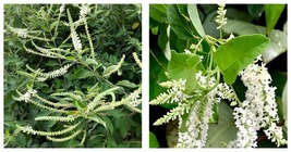 Live Plant Aloysia virgata , Sweet Almond Bush in 4&quot; pot Garden - £29.09 GBP