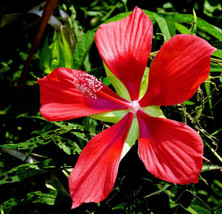 USA Red Texas Star Hibiscus Coccineus Scarlet Rosemallow Flower 10 Seeds - £8.64 GBP