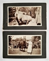 1914 Antique 2 Photos Hampton Nj May Everly Field Pigs Horse Fulper Farm Lot - £53.39 GBP